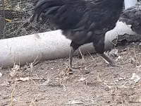 Australian Pit Game fowl — sawirka 7