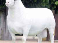أغنام (دفعة، الجنس غير محدد), Dorper sheep — الصورة 1