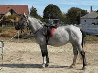 Mare, Horses — photo 7