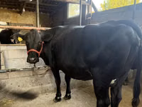 Cow, Holstein breed — photo 3