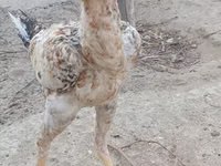 Chickens — 照片 1