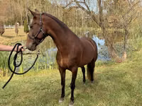 母马, Rocky Mountain Horse — 照片 6