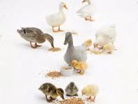 Geese — 照片 1