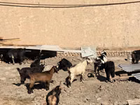 Cabras (lote, sexo no especificado), Cabras — foto 3