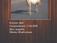 Horse (M), Akhal-Teke — photo 3