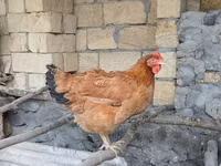 Chickens — 照片 2