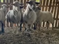 Sheep, Merinoland sheep — photo 4