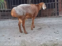 Wad, Saryarka sheep — sawirka 2