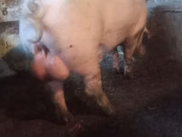Boar — photo 1