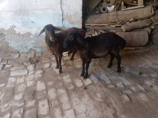 كبش, Rhon sheep