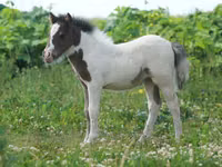 Hengst, American shetland pony — Foto 4