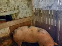 Sow, Pigs — photo 2