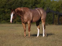 Hengst, Quarter Horse — Foto 2