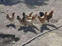 Chickens — 照片 2