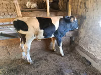 Bull, Holstein breed — photo 5