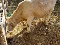 Bull, Simmental cattle — photo 4