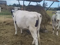 Cow, Holstein breed — photo 8