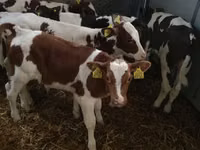 Ng'ombe (kikundi, jinsia haijatajwa), Simmental cattle — picha 6