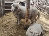 公羊, Suffolk sheep — 照片 2