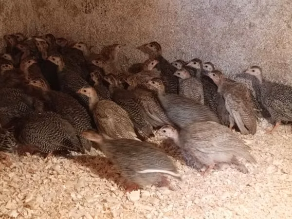 Guinea fowl