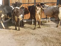 Vaca, Raza Holstein — foto 6