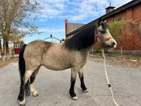 Farasi jike, Welsh Mountain Pony — picha 5