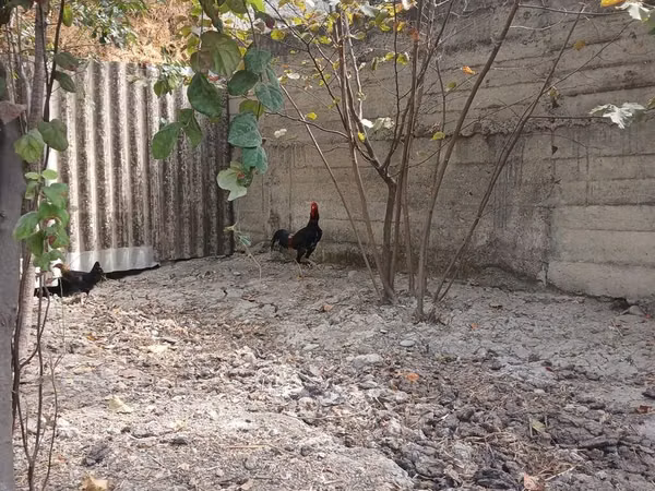 Chickens