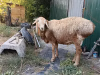 Ram, Rhon sheep — photo 1