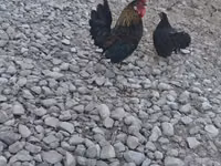 Chickens — 照片 1