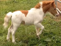 Faras dhaddig, Miniature horse — sawirka 3