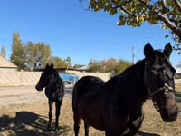 Faras dhaddig, Horse breed — sawirka 3