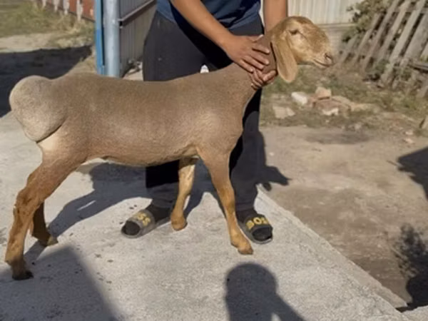 Sheep, Karakul sheep
