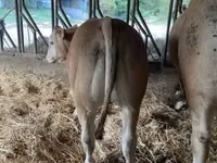 Bull, Blonde d’Aquitane cattle — photo 2