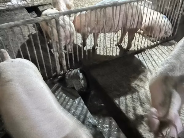 公猪, Pigs