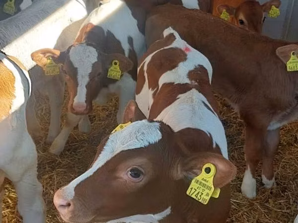 أبقار (دفعة، الجنس غير محدد), Simmental cattle