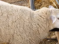 母羊, British  Milksheep — 照片 1