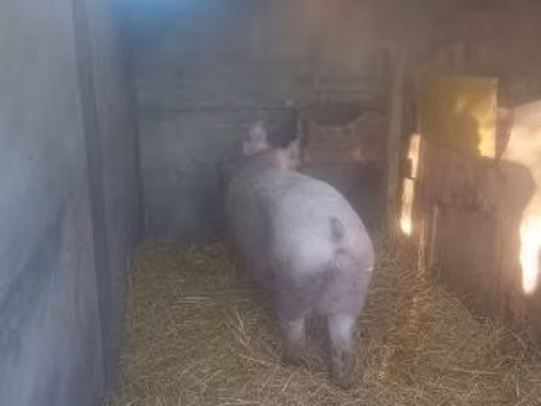 Sow, Pigs