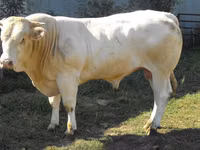 Toro, Blonde d’Aquitane cattle — foto 3