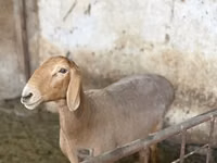 نعجة, Arashan sheep — الصورة 3