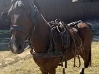 公马, Hackney horse — 照片 3