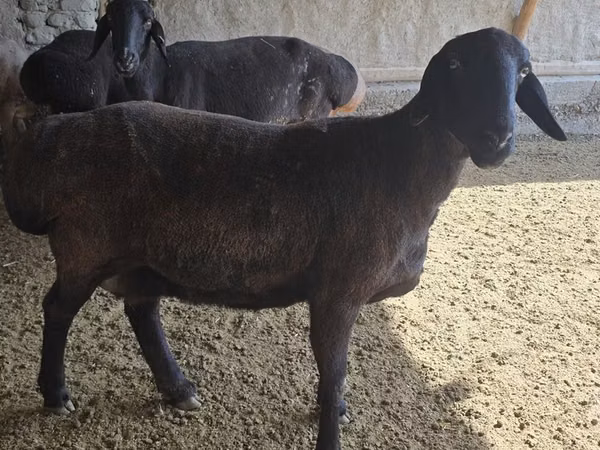 Oveja, Hissar sheep