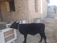 公牛, Cattle — 照片 2