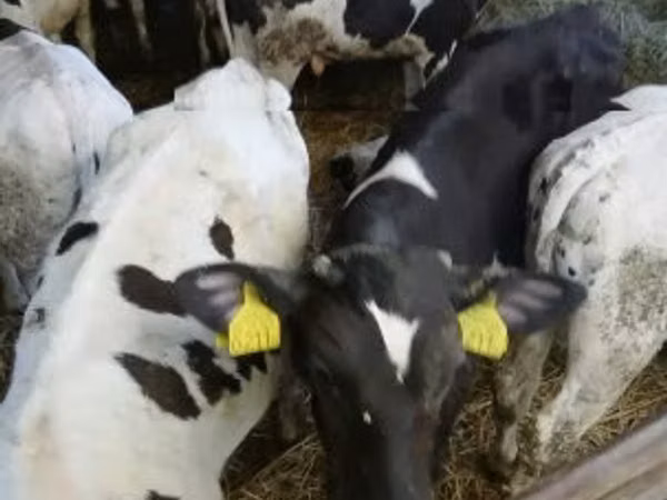 ثور, Russian Black pied cattle