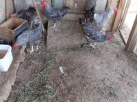 斯洛文尼亚横斑母鸡 — 照片 6
