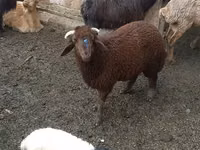 绵羊（批次，未指定性别）, Red Karaman sheep — 照片 1