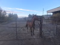 Faras, Thoroughbred horse — sawirka 5