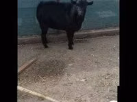 Billy Goat, Dutch Landrace goats — photo 2