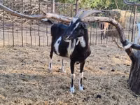 عنزة, Toggenburg goat — الصورة 8