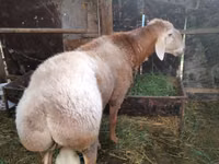 Carnero, Rambouillet sheep — foto 2