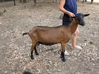 Ziege, Alpine goat — Foto 1